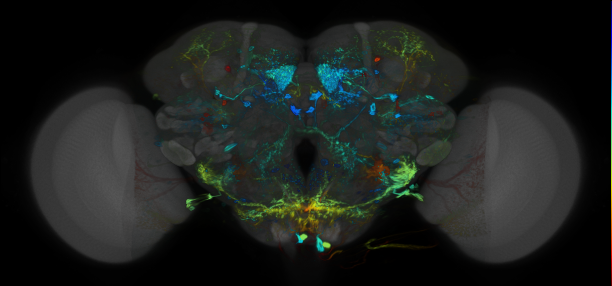 P{VT026000-GAL4} expression pattern
