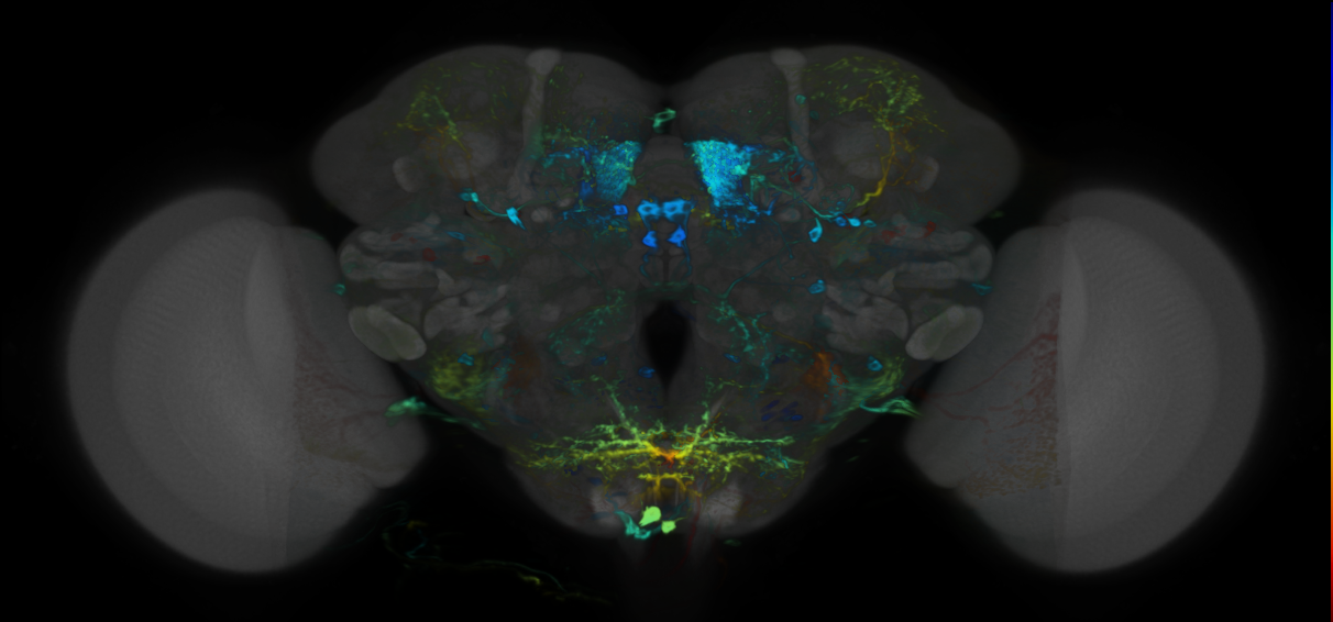 P{VT026000-GAL4} expression pattern
