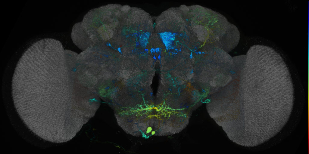P{VT026000-GAL4} expression pattern