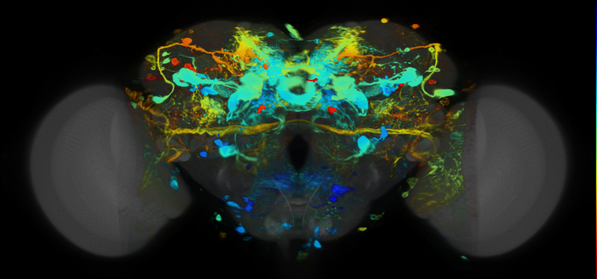 P{VT026013-GAL4} expression pattern