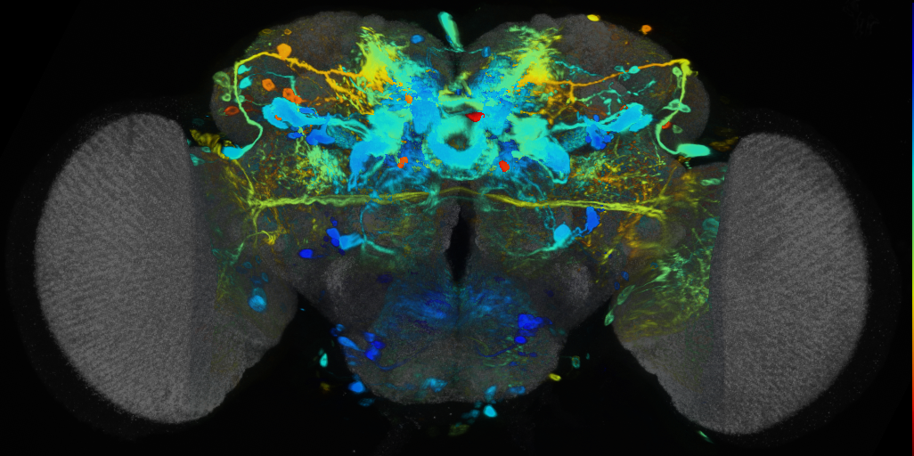 P{VT026013-GAL4} expression pattern