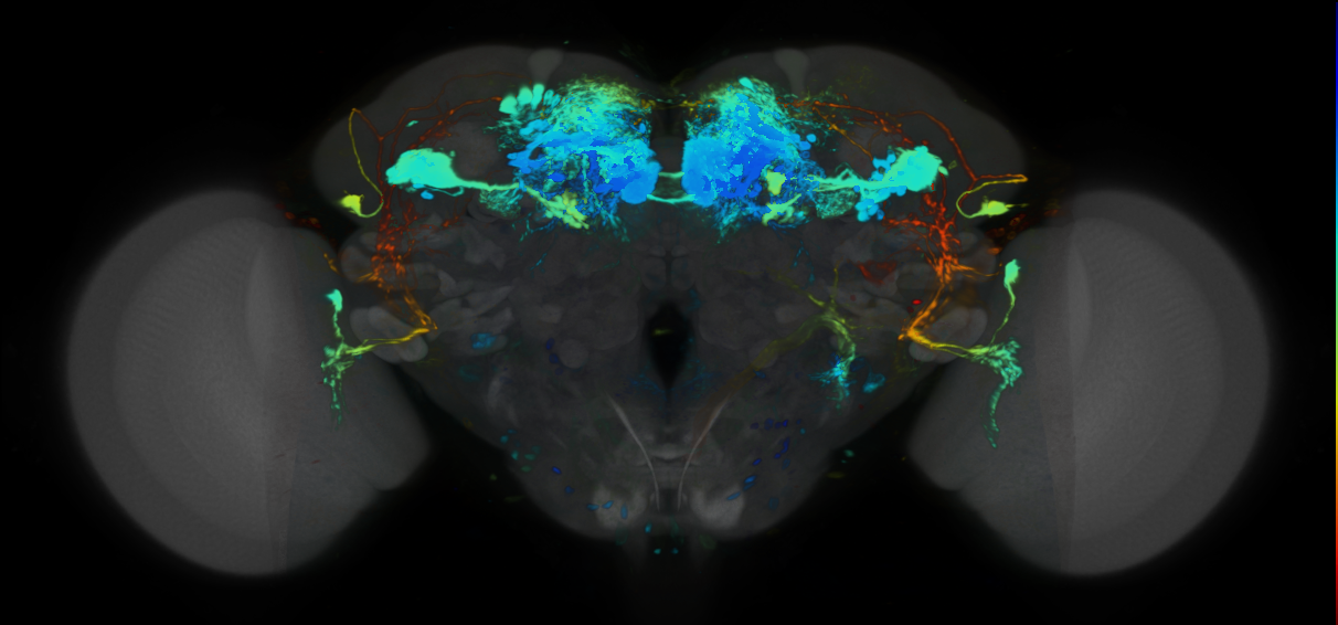 P{VT026023-GAL4} expression pattern