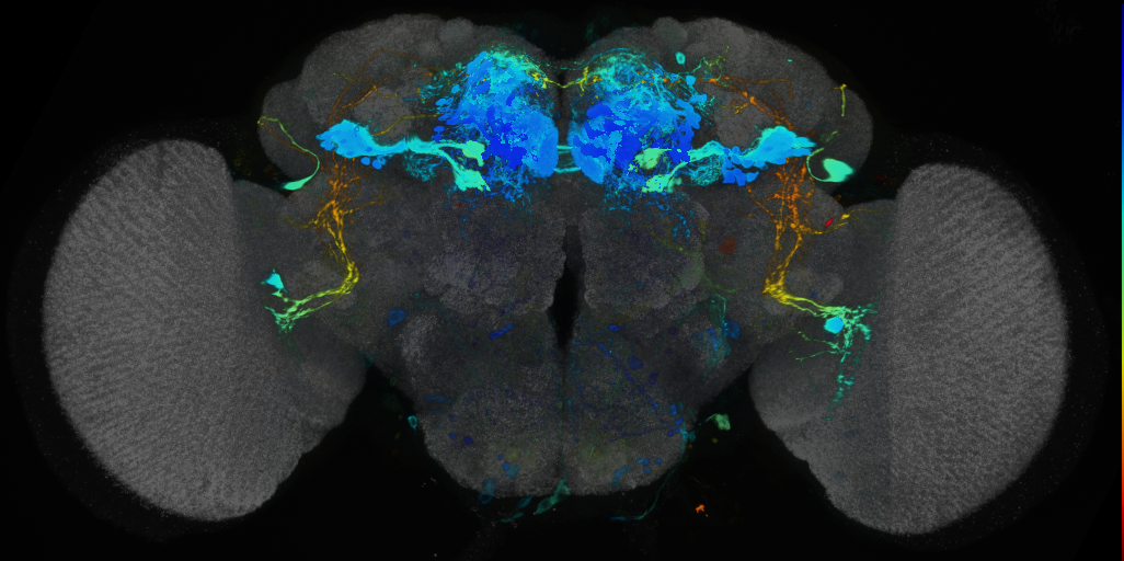 P{VT026023-GAL4} expression pattern