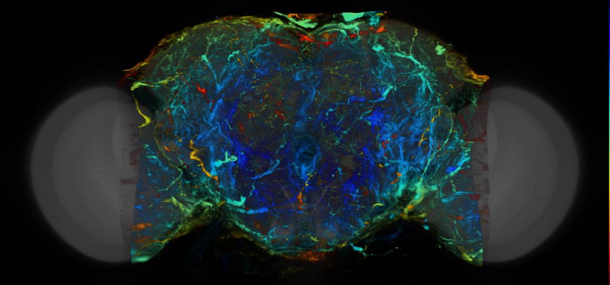 P{VT026136-GAL4} expression pattern