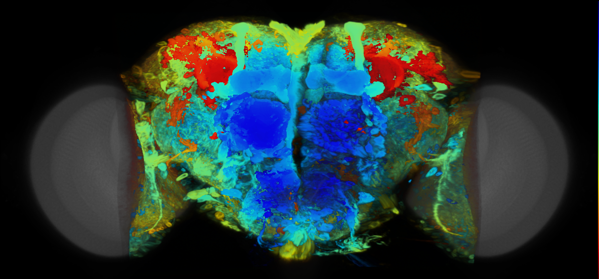 P{VT026162-GAL4} expression pattern