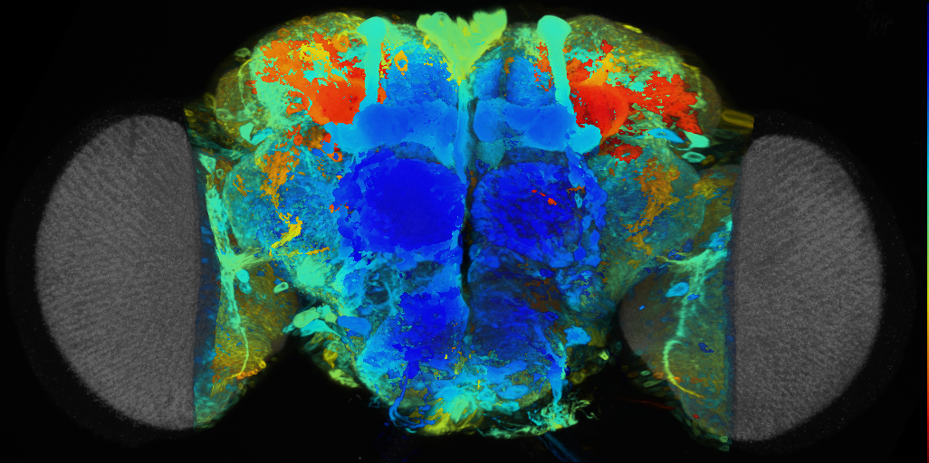 P{VT026162-GAL4} expression pattern