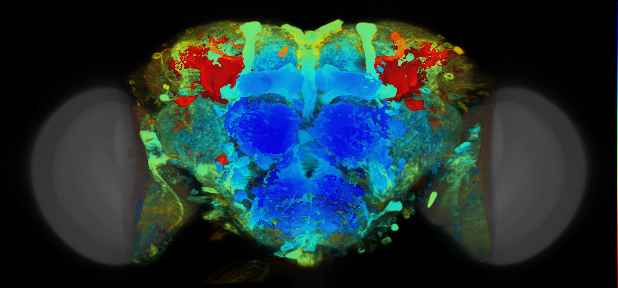 P{VT026162-GAL4} expression pattern