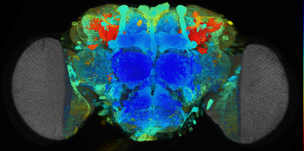 P{VT026162-GAL4} expression pattern