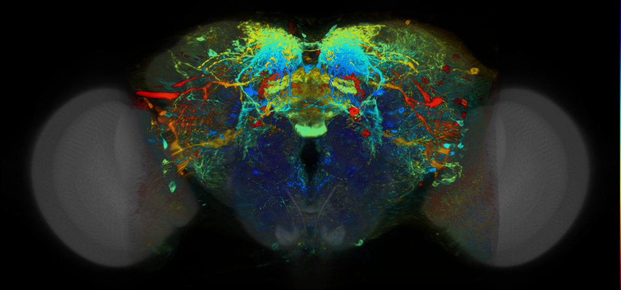P{VT026166-GAL4} expression pattern