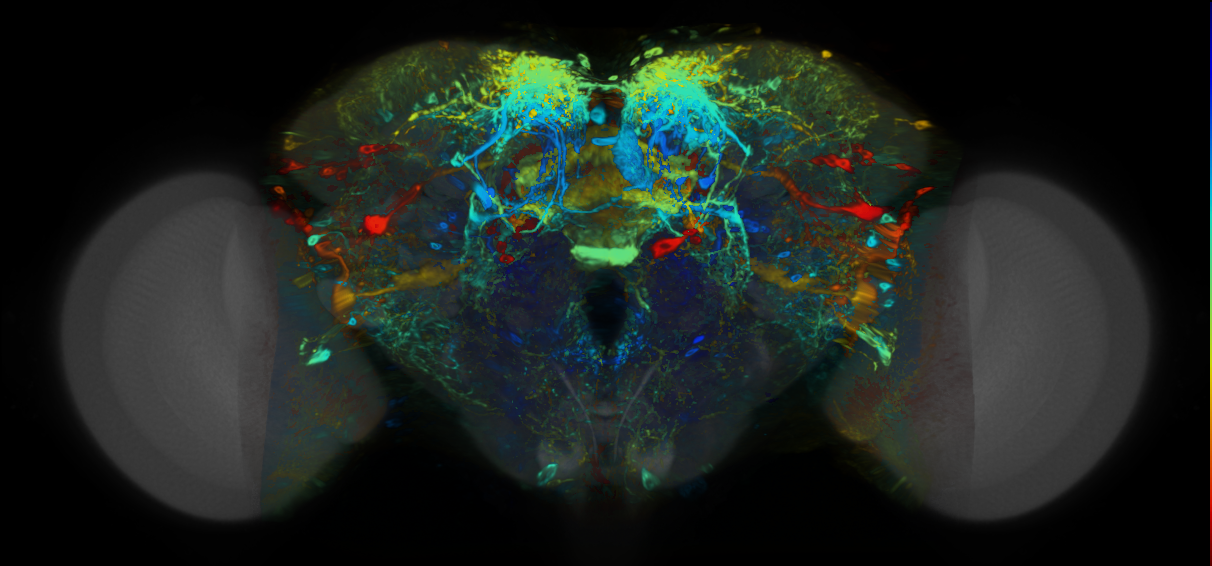 P{VT026166-GAL4} expression pattern