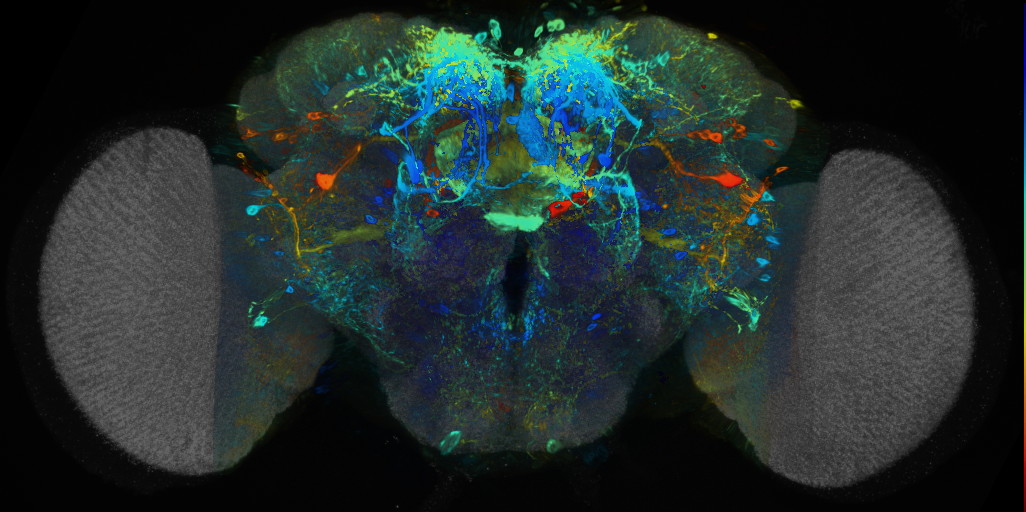 P{VT026166-GAL4} expression pattern