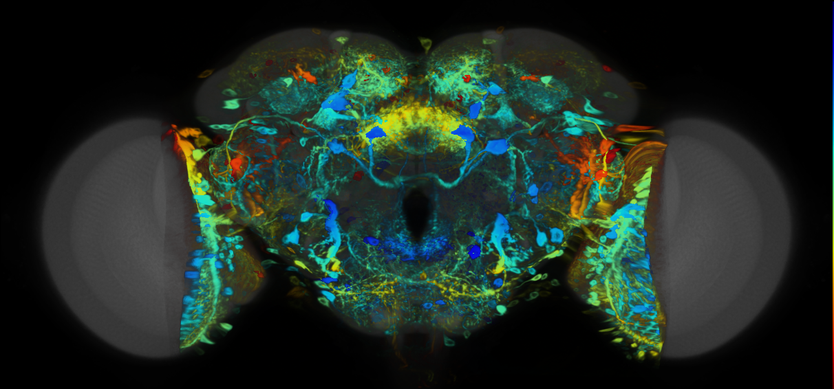 P{VT026170-GAL4} expression pattern