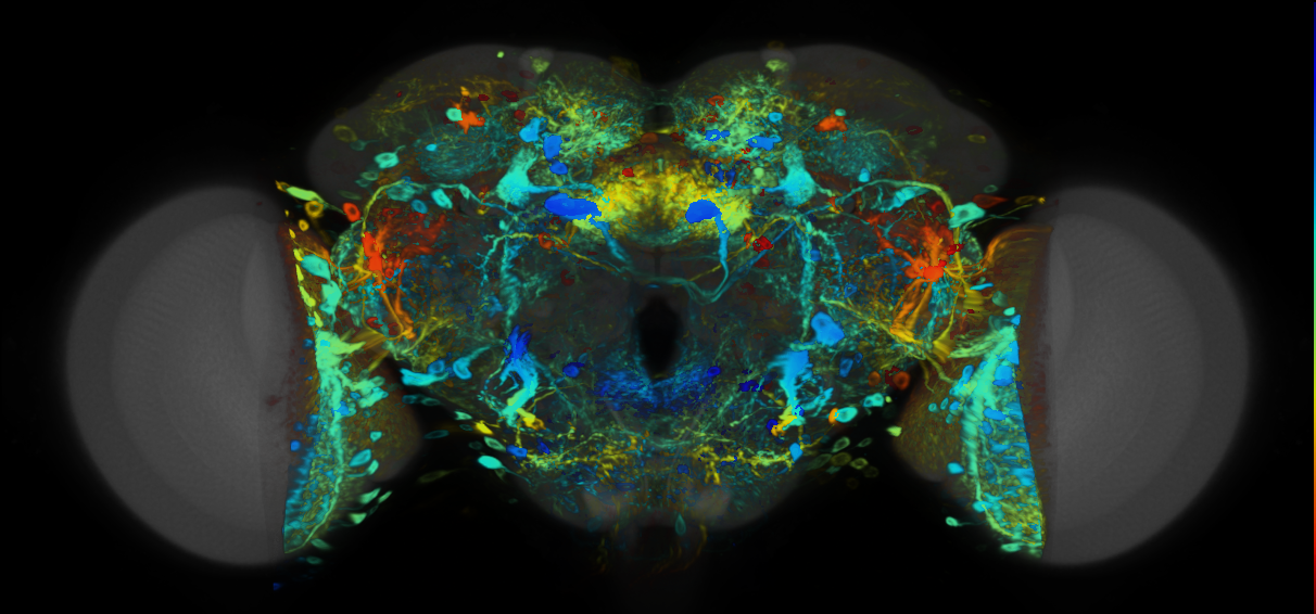 P{VT026170-GAL4} expression pattern