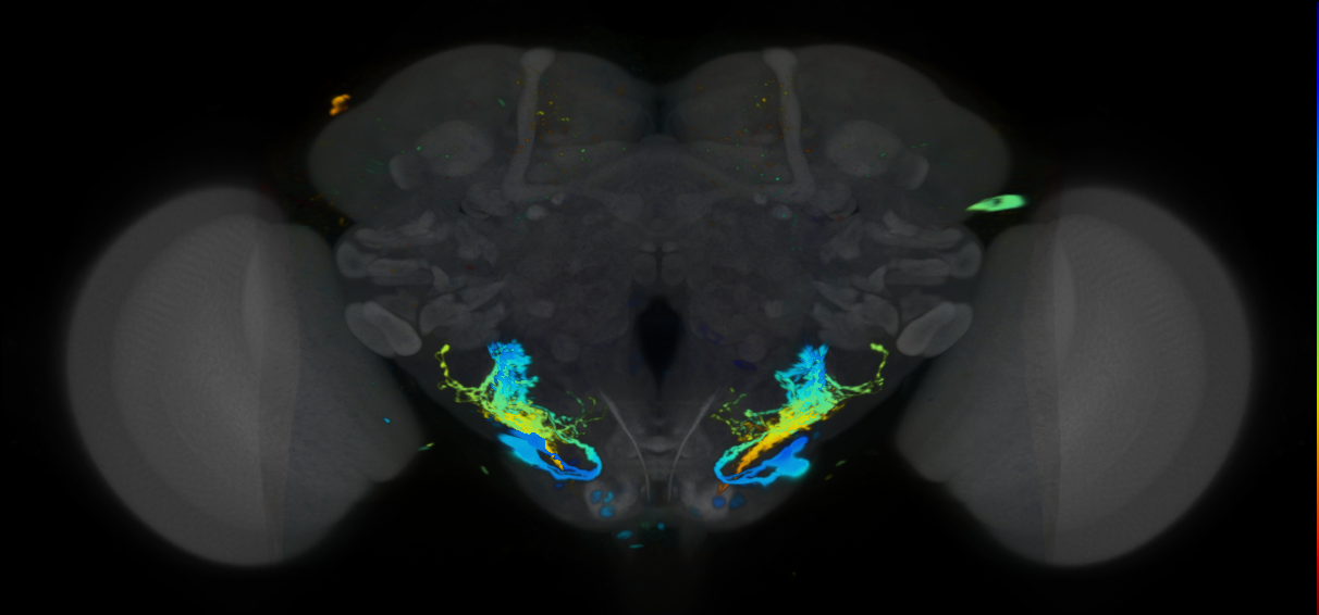 P{VT026174-GAL4} expression pattern
