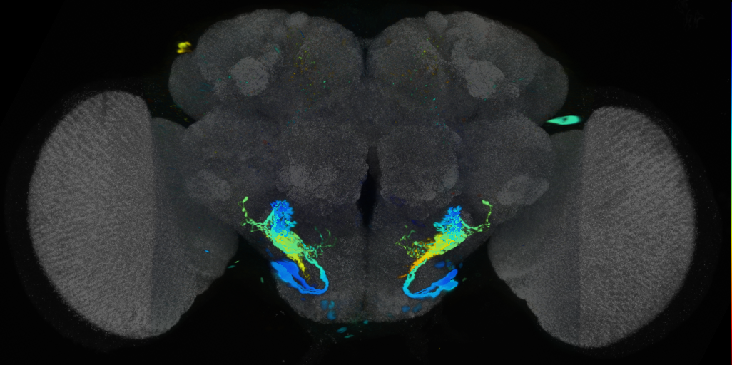 P{VT026174-GAL4} expression pattern