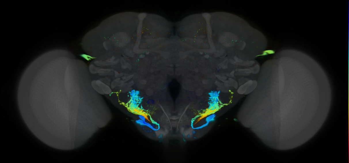 P{VT026174-GAL4} expression pattern