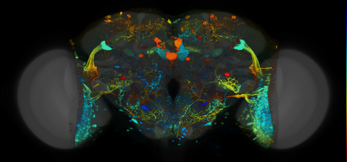P{VT026178-GAL4} expression pattern