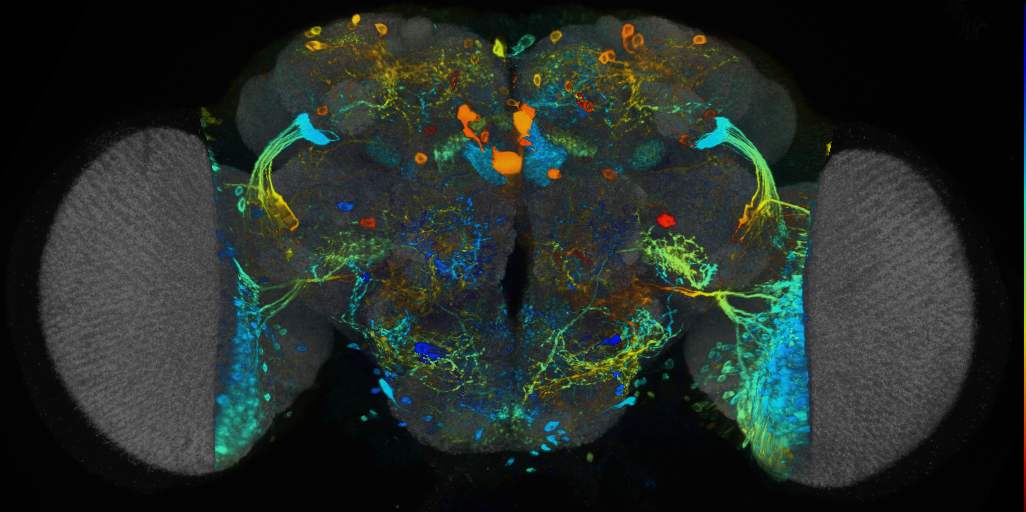 P{VT026178-GAL4} expression pattern