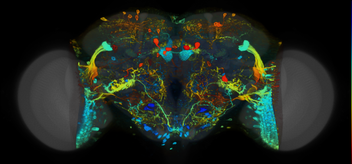 P{VT026178-GAL4} expression pattern