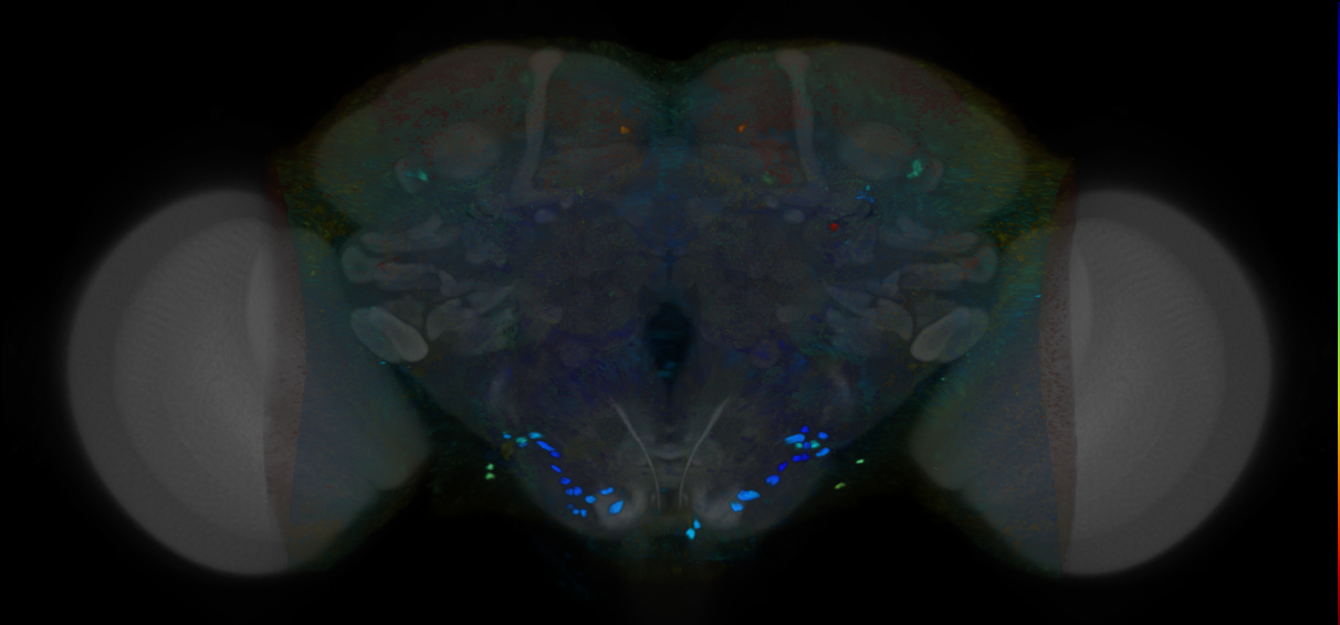 P{VT026320-GAL4} expression pattern