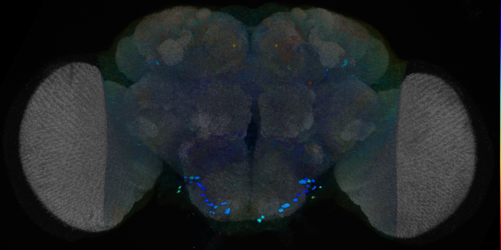 P{VT026320-GAL4} expression pattern