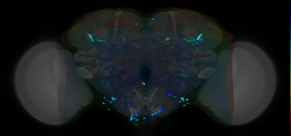 P{VT026320-GAL4} expression pattern