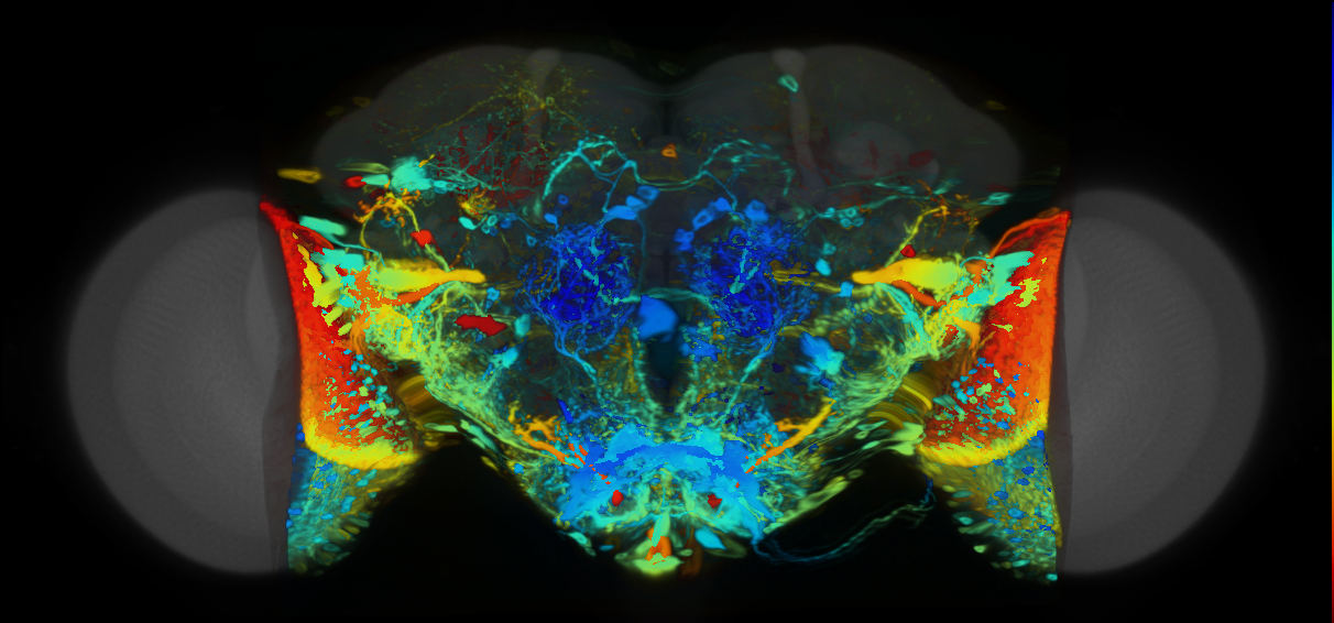 P{VT026341-GAL4} expression pattern