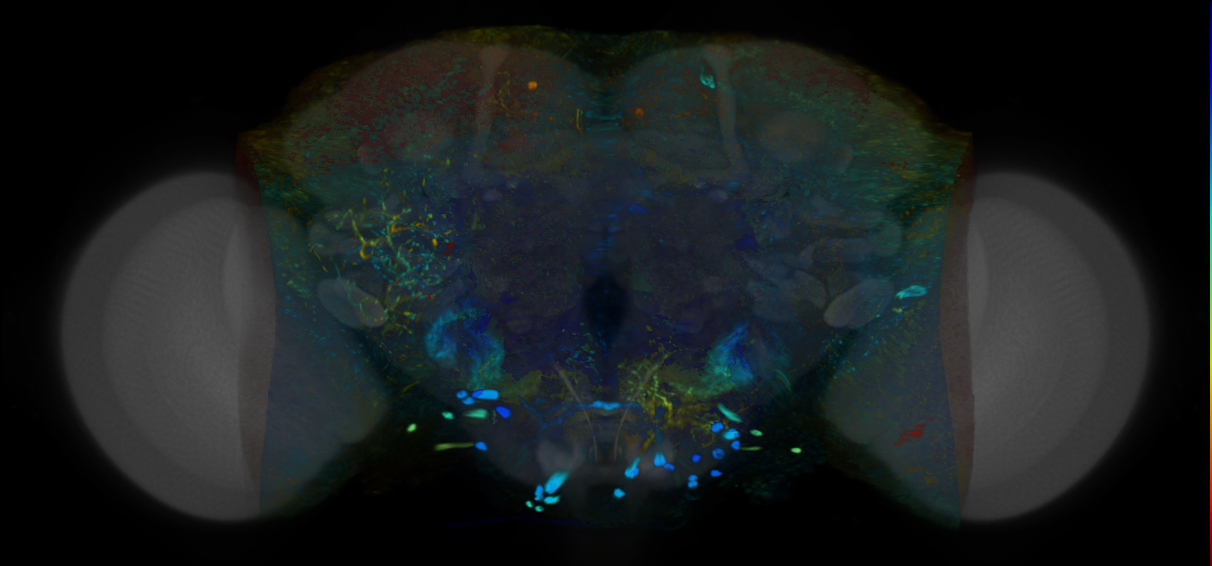 P{VT026389-GAL4} expression pattern