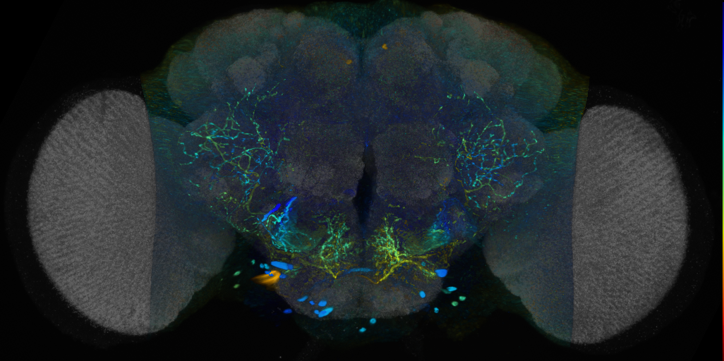 P{VT026389-GAL4} expression pattern