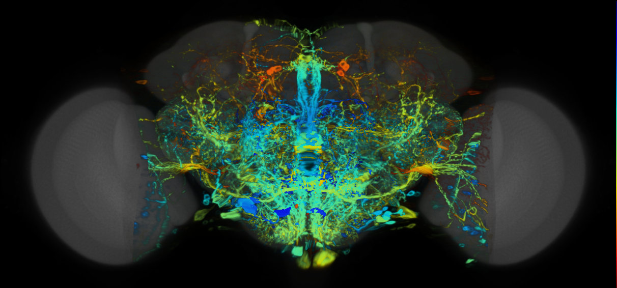P{VT026395-GAL4} expression pattern