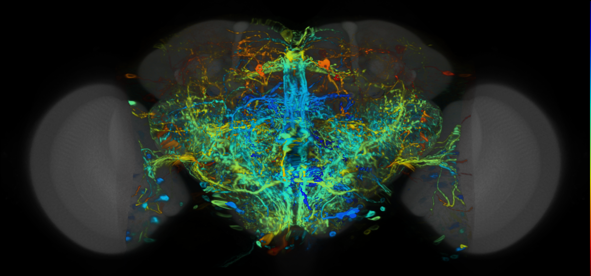 P{VT026395-GAL4} expression pattern