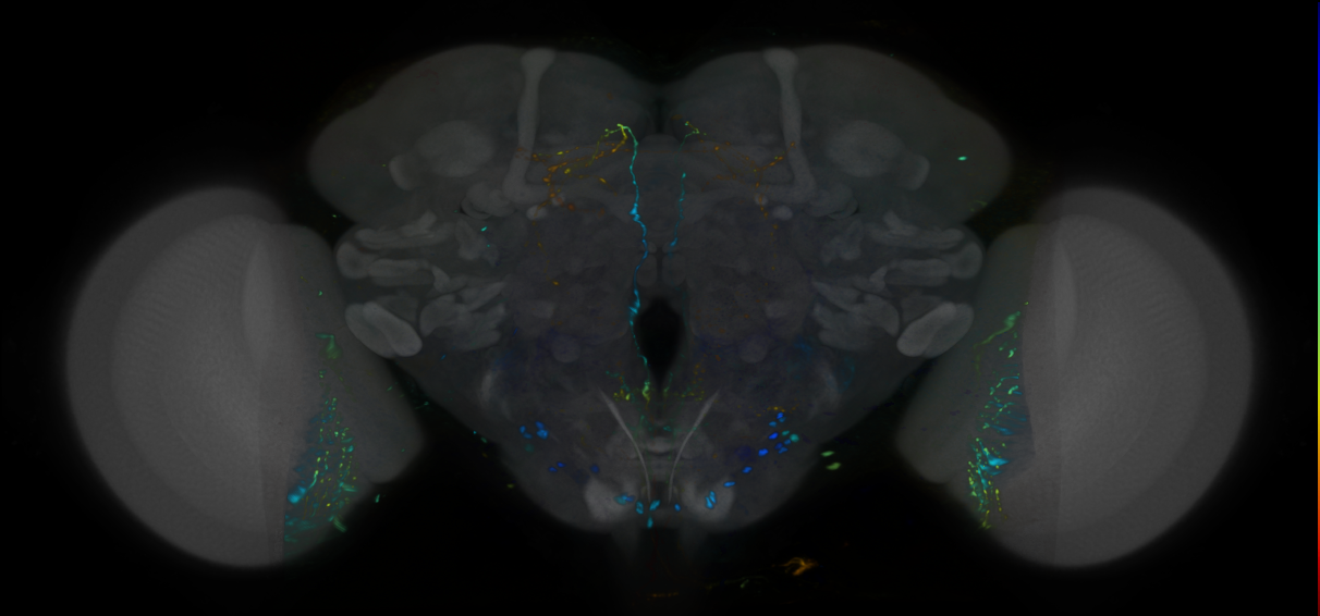 P{VT026523-GAL4} expression pattern