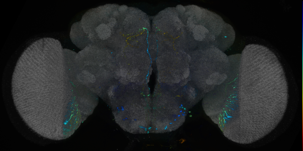 P{VT026523-GAL4} expression pattern