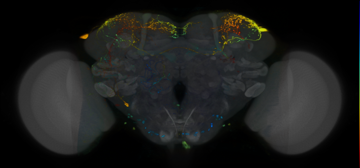 P{VT026651-GAL4} expression pattern