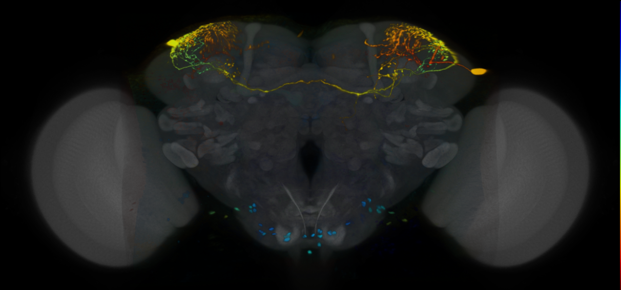 P{VT026651-GAL4} expression pattern