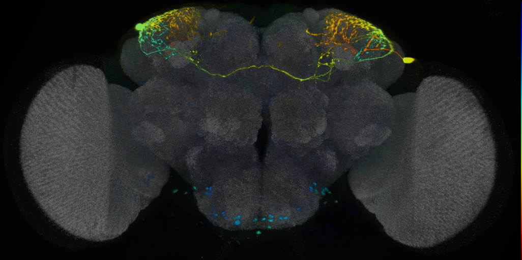 P{VT026651-GAL4} expression pattern