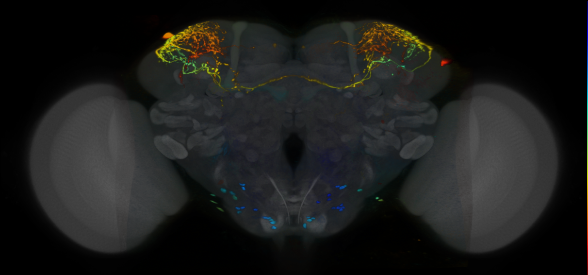 P{VT026651-GAL4} expression pattern