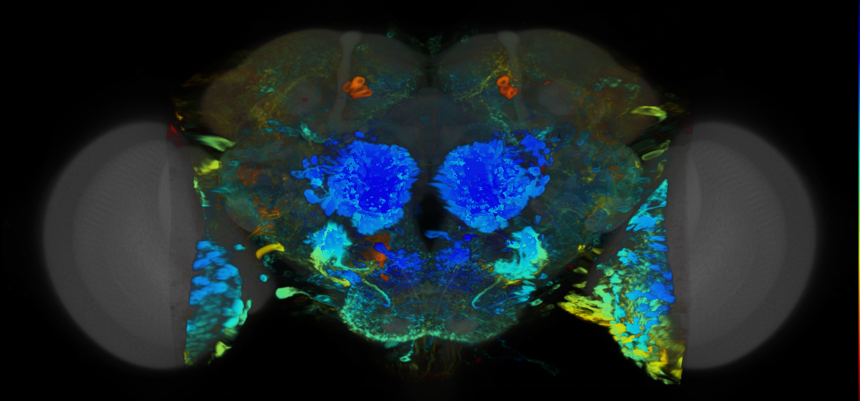 P{VT026658-GAL4} expression pattern