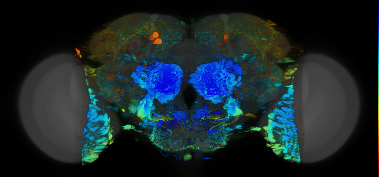 P{VT026658-GAL4} expression pattern