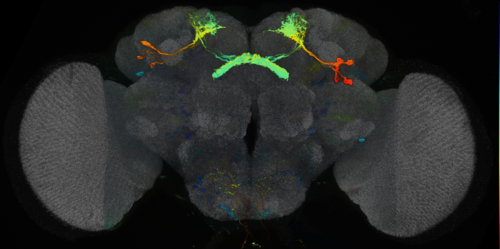 P{VT026663-GAL4} expression pattern