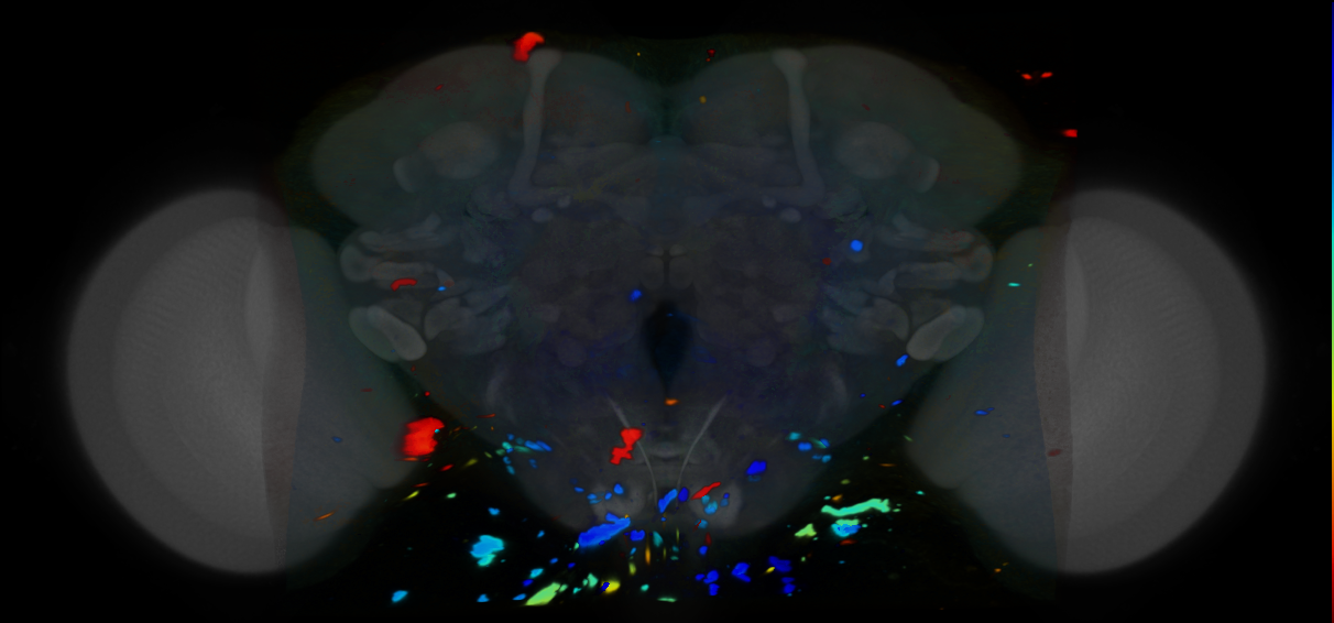 P{VT026704-GAL4} expression pattern