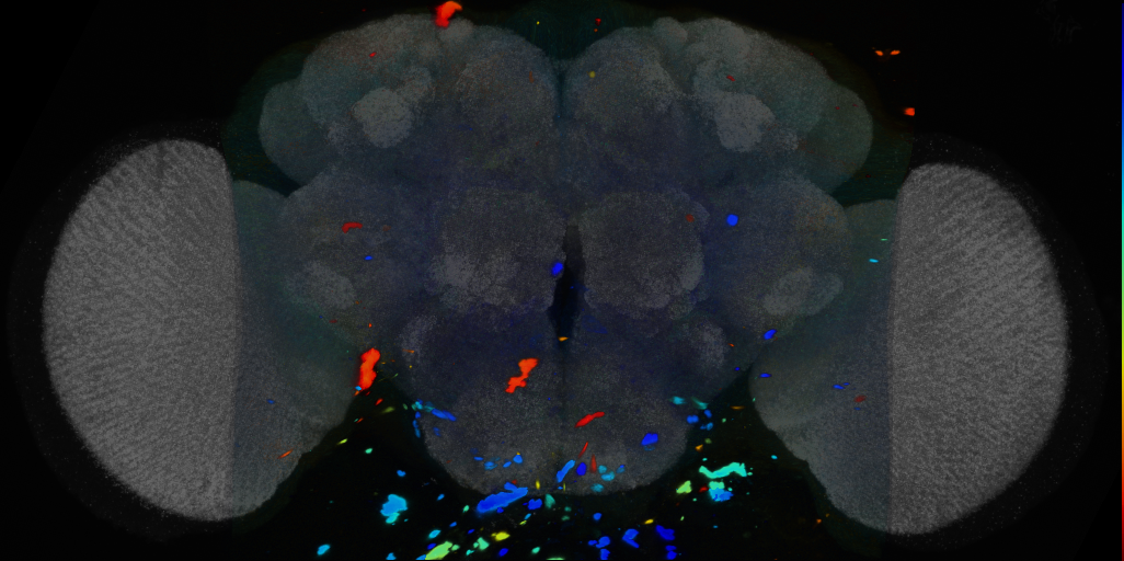 P{VT026704-GAL4} expression pattern