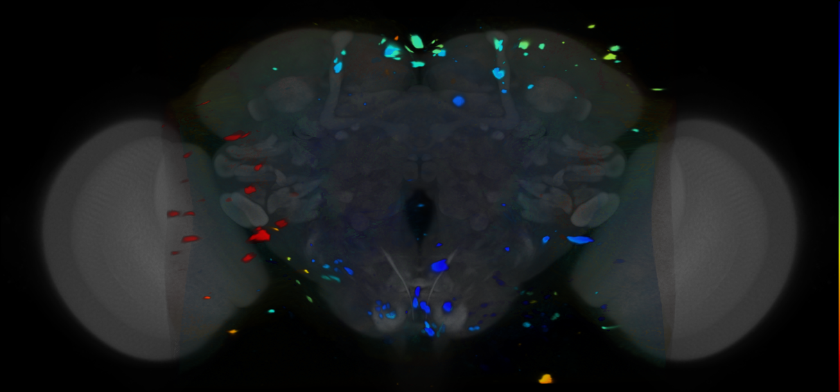 P{VT026704-GAL4} expression pattern