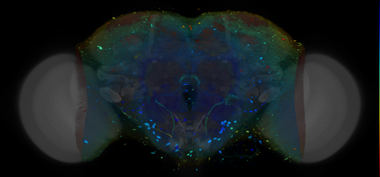 P{VT026721-GAL4} expression pattern