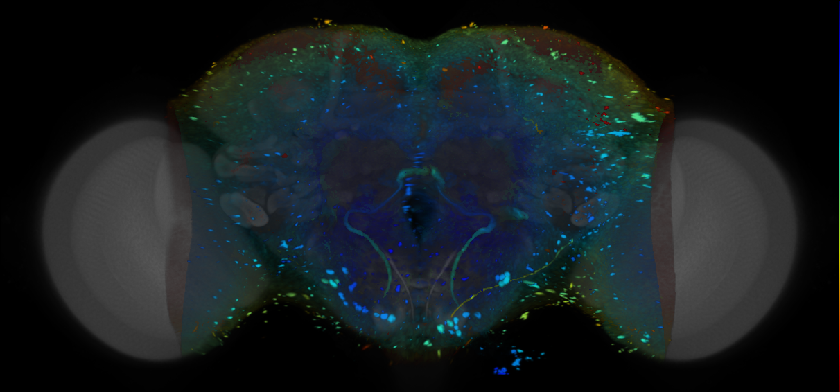 P{VT026721-GAL4} expression pattern