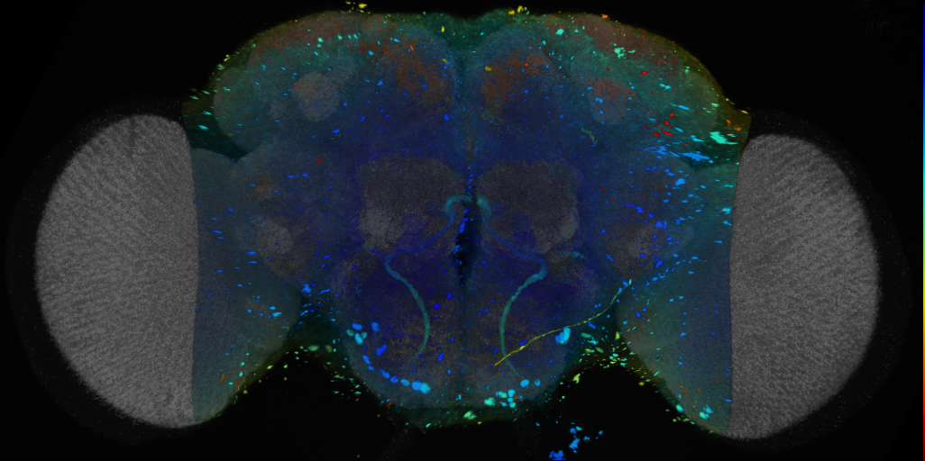 P{VT026721-GAL4} expression pattern
