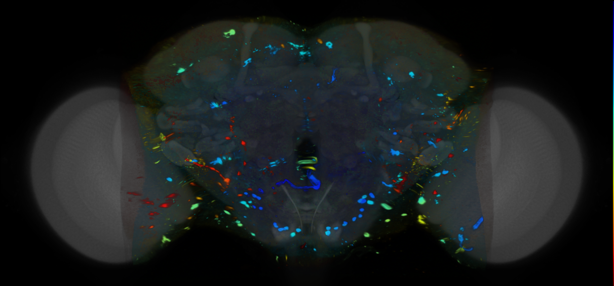 P{VT026728-GAL4} expression pattern