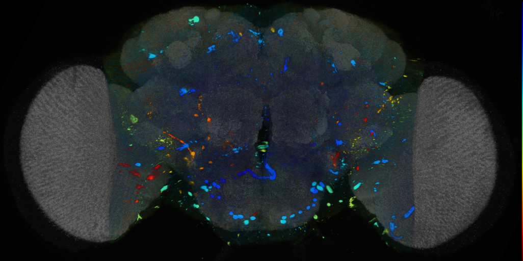 P{VT026728-GAL4} expression pattern