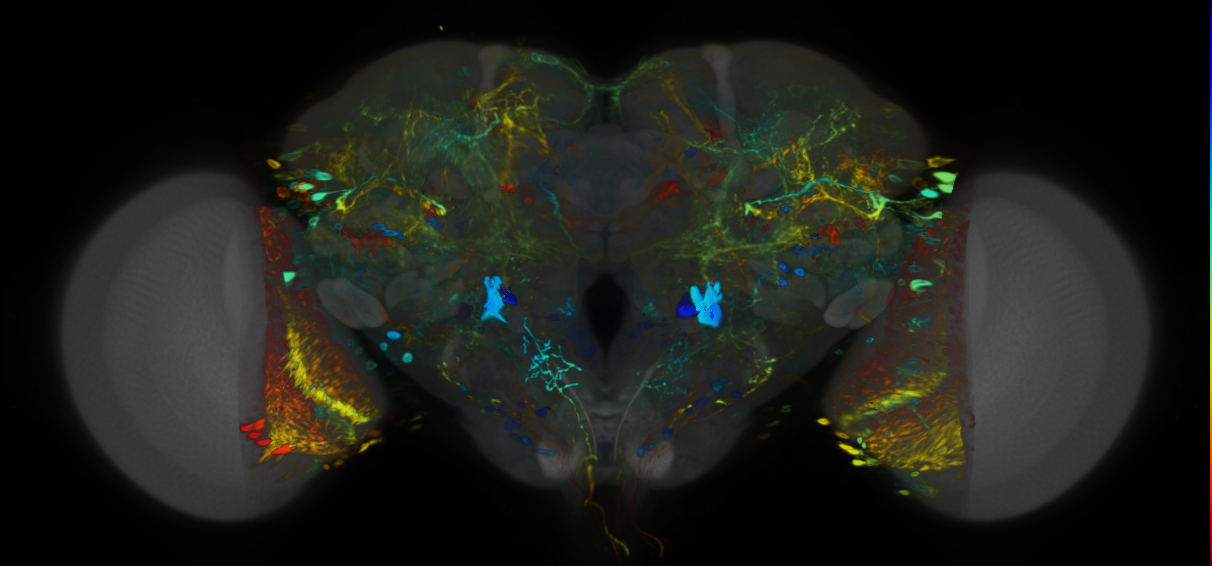 P{VT026732-GAL4} expression pattern