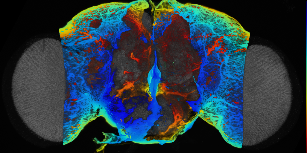 P{VT026747-GAL4} expression pattern